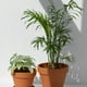 thumbnail image 4 of Phenofice 10Ud Rack De Soporte Para Plantas Trepadoras En Macetas Material ABS Ideal Para Jardín, 4 of 8