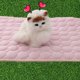 thumbnail image 5 of Methold Alfombrilla de refrigeración para perros de verano, alfombrilla transpirable para mascotas, alfombrilla para perros pequeños y medianos, manta Suministros para perros Rosa 50*40cm Methold JJ24375-05, 5 of 6