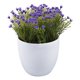 thumbnail image 1 of planta artificial decorativa con maceta blanca, 1 of 5
