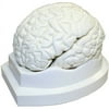 Walter Products Life Size Brain Models, 3 Parts