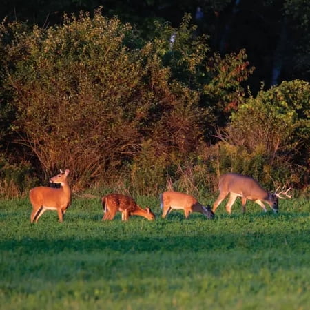 Nature s Seed Big Game Food Plot & Forage Mix - 10 Lb