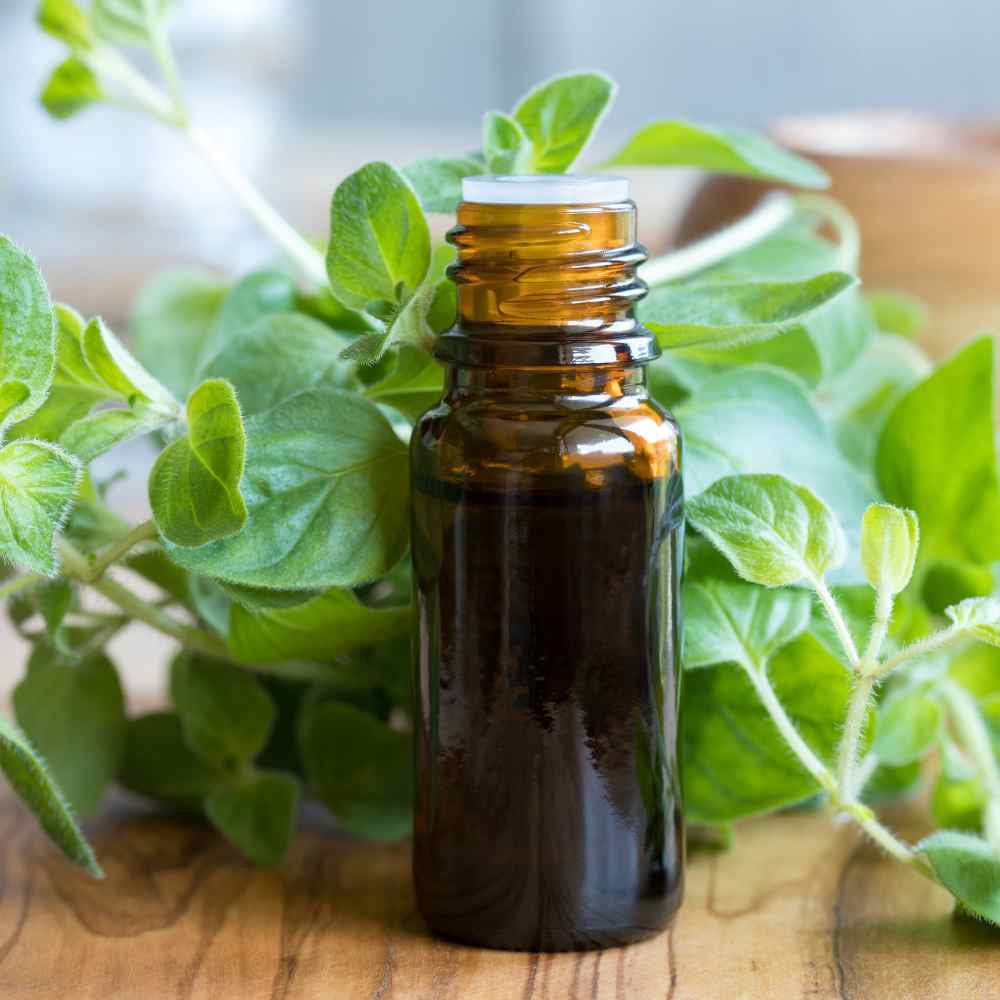 Oregano Seed - Origanum Vulgare Herb Plant Seeds - 1/4 LB