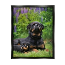 Stupell Industries Rott Puppies in Meadow Animals & Insects Photography Black Floater Framed Canvas Art Print Wall Art, 25 x 31