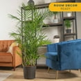 thumbnail image 4 of Costa Farms 36" Bamboo Palm Live House Plants in 10-12" Grower Pot, 4 of 10