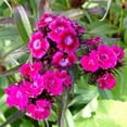thumbnail image 1 of HJADGG Dianthus - Osschburg - 100 Graines, 1 of 2