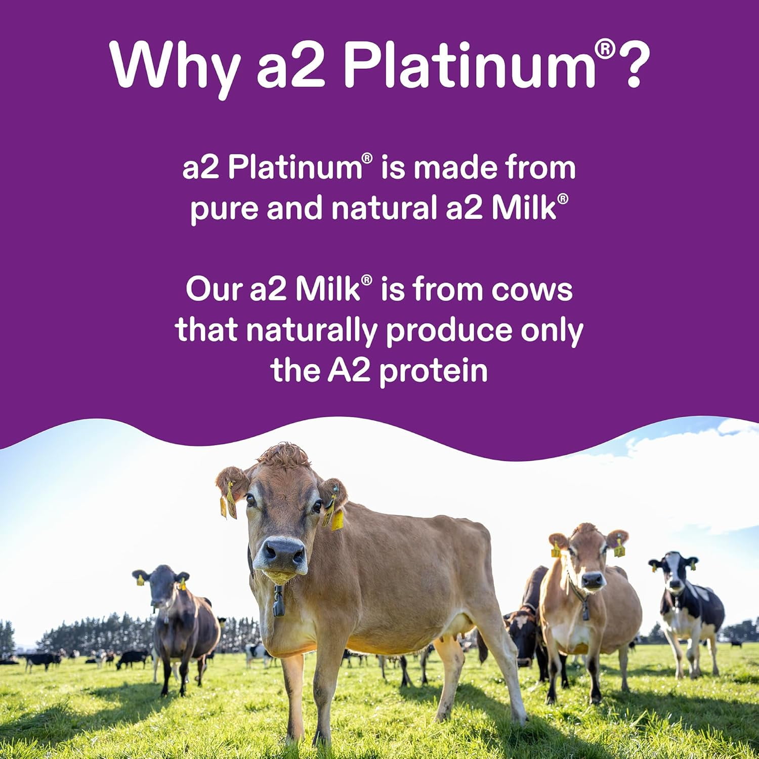 A2 Milk Platinum® Premium Infant Formula Powder, 0-12 Months, 31.7 oz Can