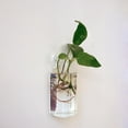 thumbnail image 4 of Terrario de Cristal Macarena Florero colgante, 4 of 8