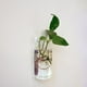 thumbnail image 4 of Florero de Cristal con Forma de , Botella de Planta, Decoración para , Terrario, 4 of 8