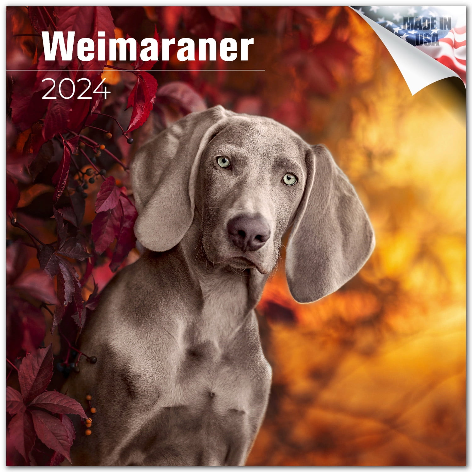 2023 2024 Weimaraner Calendar Dog Breed Monthly Wall Calendar 12 x