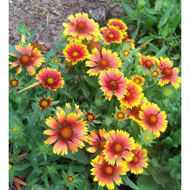 100 ARIZONA SUN GAILLARDIA Blanket Flower Indian Blanket Gaillardia Pulchella Flower Seeds Walmart