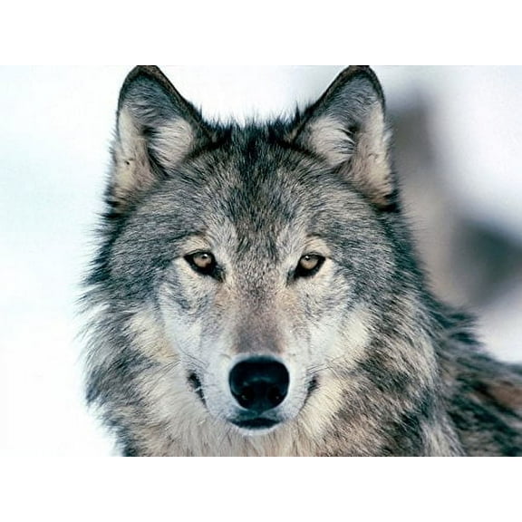 Whimsical Practicality's Grey Wolf Edible Icing Image Cake Topper-1/4 Sheet or Larger