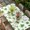 Green, variant on St. Patrick's Day Table Cloths for 4 Foot Rectangle Tables, Rustic Lucky Clovers Green Patio Waterproof Elastic Fitted Tablecloths, Washable Rectangular Table Cover for Camping