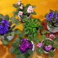 thumbnail image 6 of 2 Assorted African Violet Live Plants, African Violet Houseplant in 4" Pots, Blooming Indoor Plant for Home or Office with Vibrant Flowers, Random Colors, 6 of 6