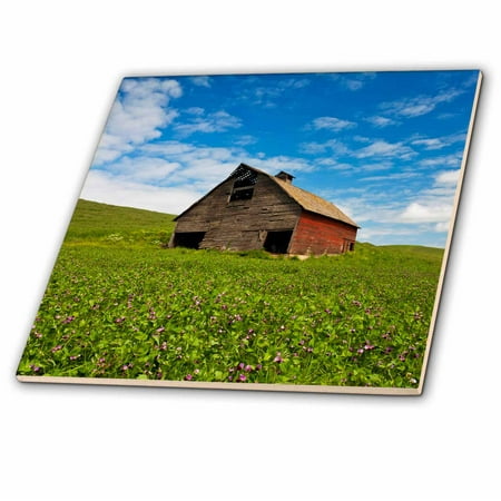 3dRose USA, Washington State, Palouse. Red barn in field of chickpeas, PR. - Ceramic Tile, 6-inch