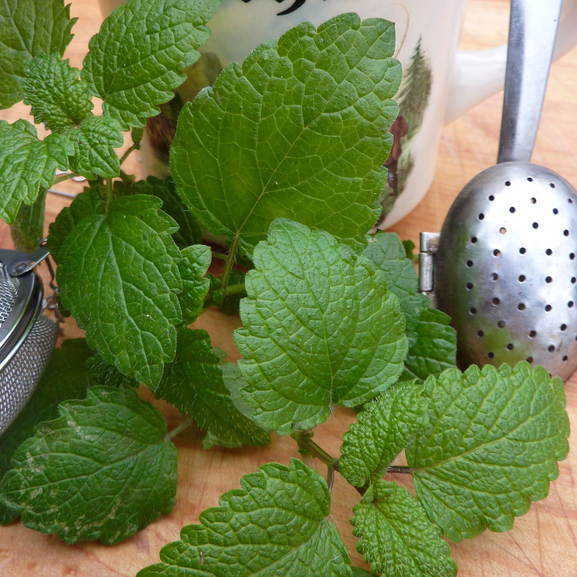 Lemon Balm Herb Seed 1 g 1,500 Seeds Heirloom, NonGMO, Open