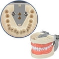 thumbnail image 6 of Dental 32 Teeth Model With Soft Gum Dental Teaching Model Removable Standard Typodont Teeth Model For Dentist Practice Training, 6 of 8