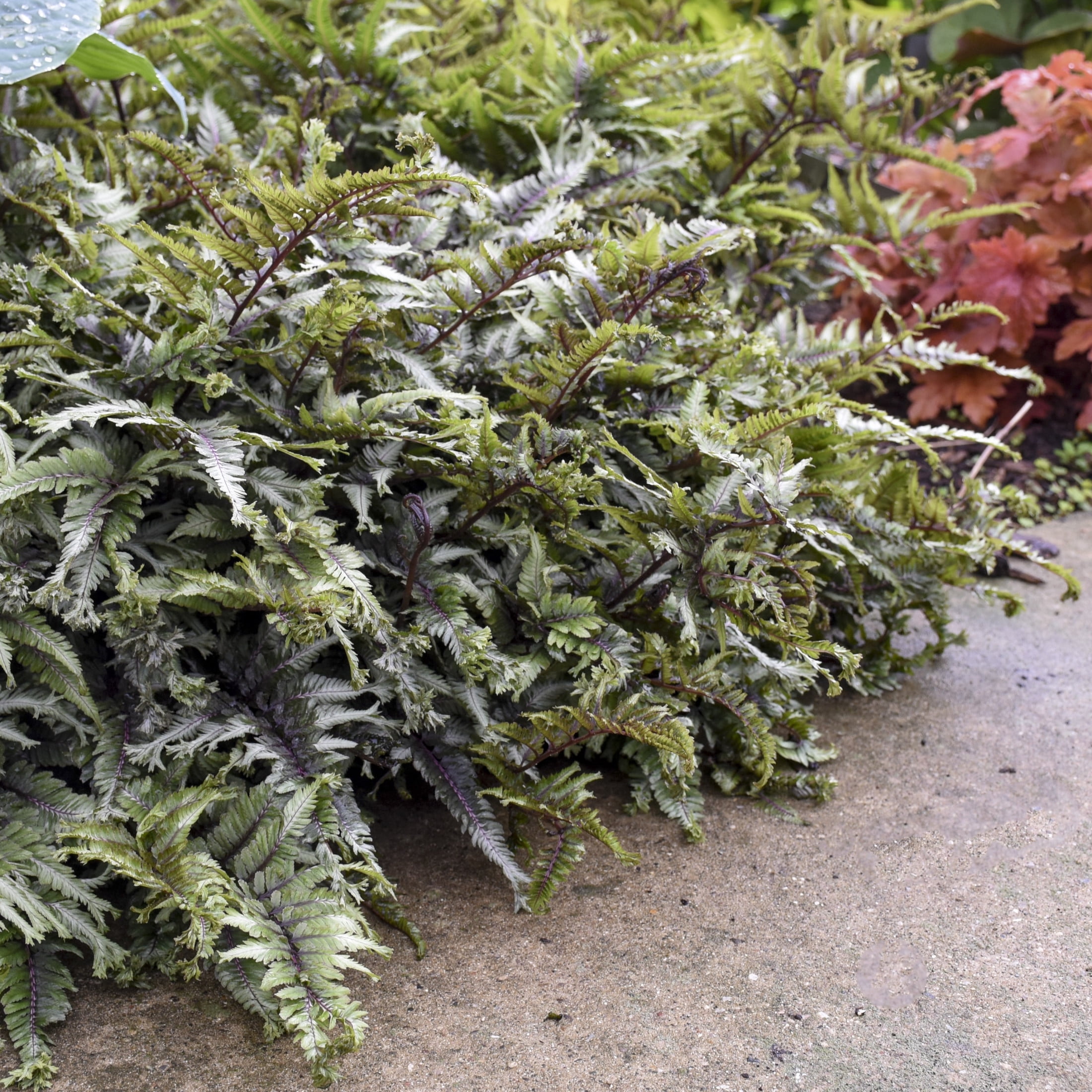 Proven Winners 6" Crested Surf Crested Japanese Painted Fern Live Plant in 7.5" Pot