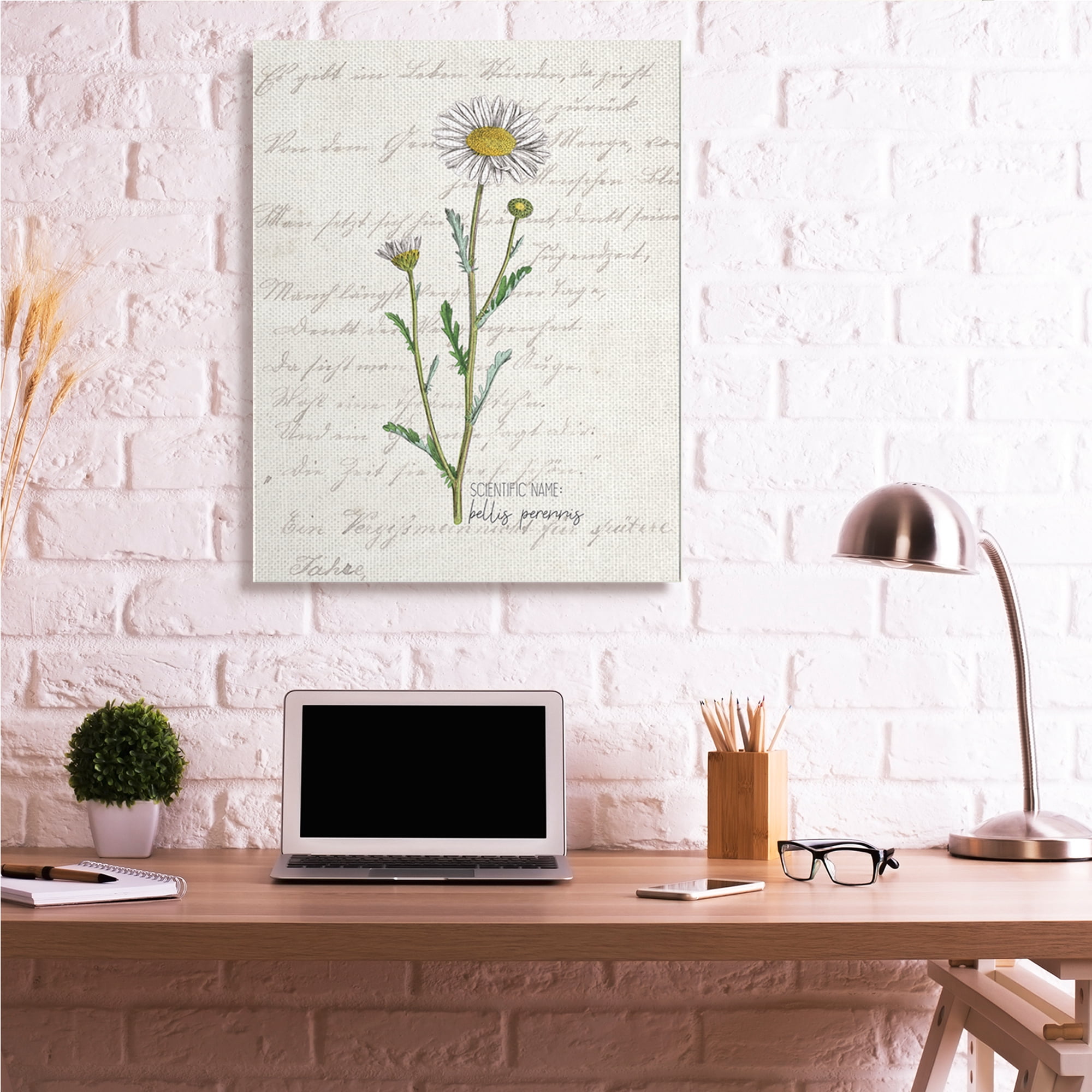 Stupell Industries Vintage Daisy Illustration Latin Script Study,36 x 48,Designed by Kim Allen