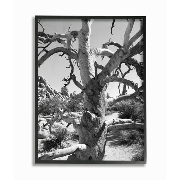 Stupell Desert Tree Photography Framed Giclee Texture Art 11 x 14