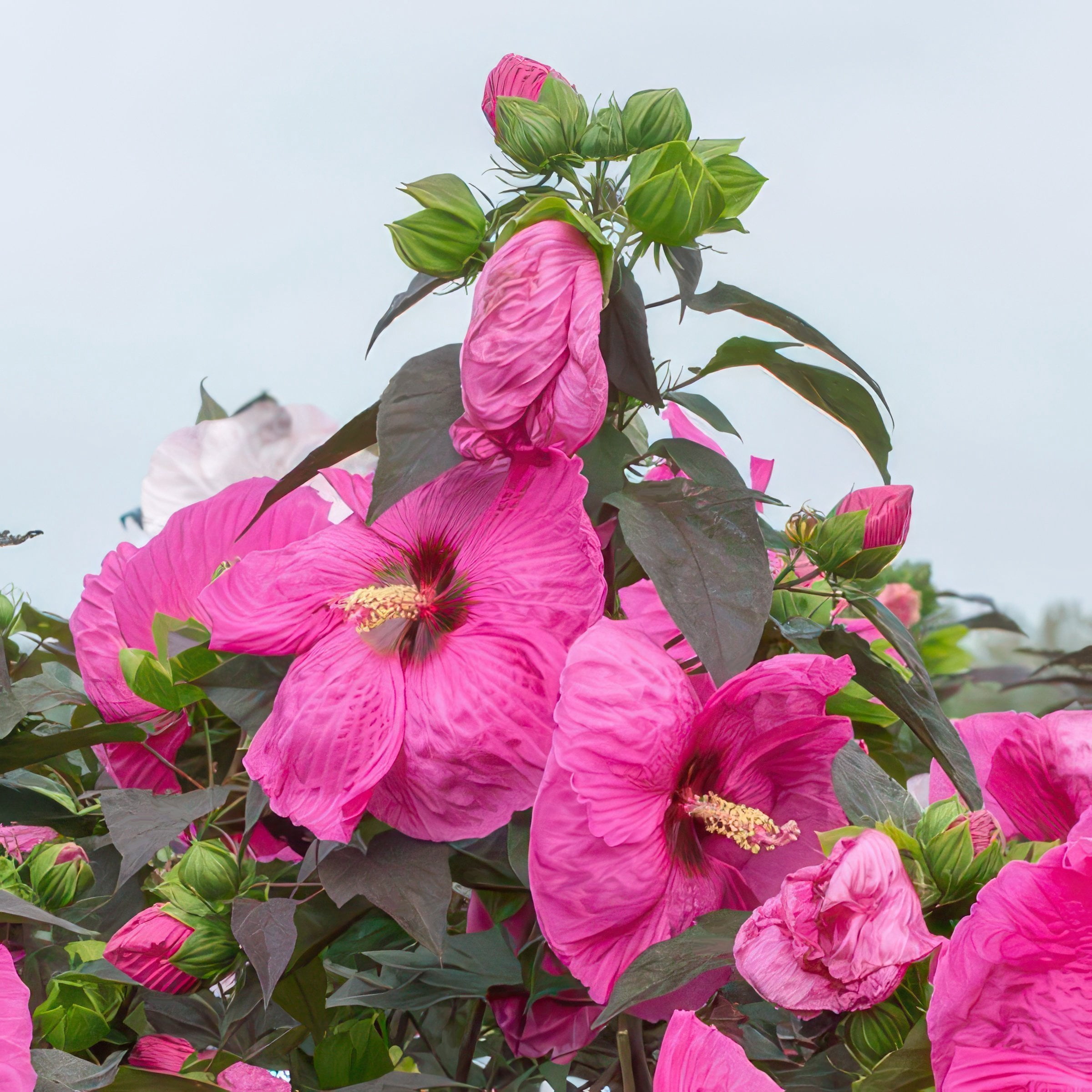 National Plant Network Bare Root Hibiscus Head Over Heels Passion (5-Pack)