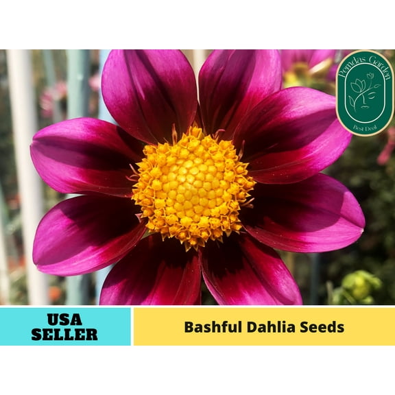 40  Seeds| Bashful Dahlia Seeds - Authentic Seeds - Perennial~ GMO Free ~~Flower seeds~ Vegetable seeds~ Asian Garden~ Herbs B5G1#D014