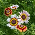 thumbnail image 3 of TomorrowSeeds - Painted Mix Daisy Seeds - 3000+ Count - For 2026 Planting Tricolor Chrysanthemum, 3 of 9
