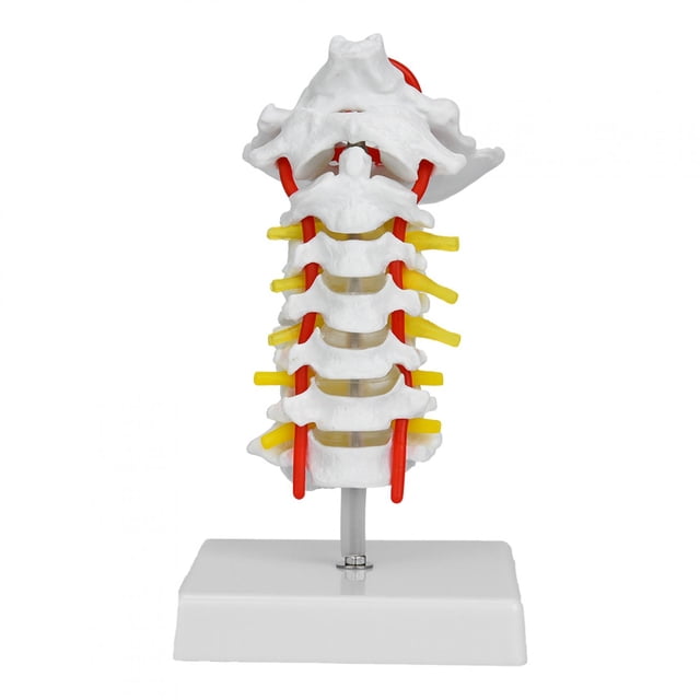 1:1 Modelo anatómico de vértebra cervical humana, arteria, columna vertebral y nervios espinales Anatomía para laboratorio científico