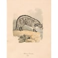 thumbnail image 2 of Samuel Howitt 12x14 Black Ornate Wood Framed Double Matted Museum Art Print Titled: African Civet (ca. 1817), 2 of 5