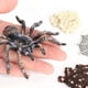 thumbnail image 3 of de 4 Juguetes de Enseñanza de Aprendizaje de La Educación Infantil Del Ciclo de de de Whiteknee de La Naturaleza, Re Zulema  Juego de crecimiento de insectos para niños, 3 of 7