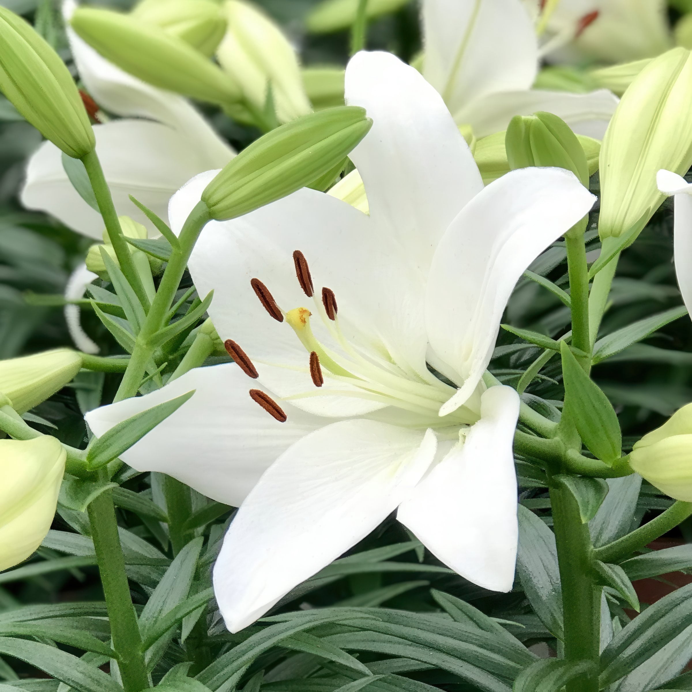Lily Summer Snow LA Hybrid Live Perennial Bulbs (5-Pack)