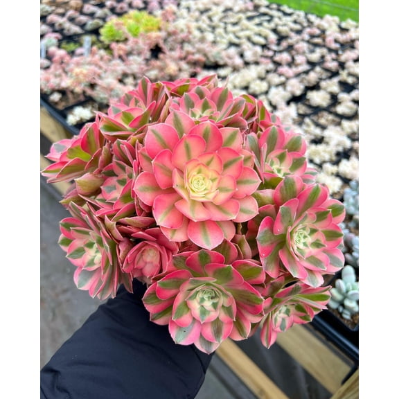RedCrocus Aeonium 'Pink Witch' Live Succulent, Pink-Edged Rosettes, Winter-Active, Bright Light Houseplant, Bee-Friendly  4" Terracotta Pot