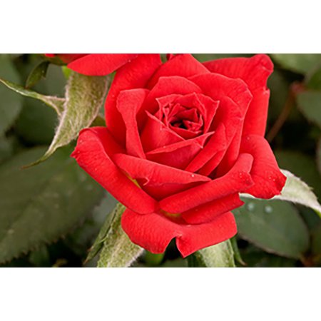 Hardy Butterfly Bush - Parade Santa Miniature Rose Bush - Fragrant/Hardy - 4
