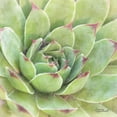 thumbnail image 2 of Marshall, Laura 26x26 White Modern Wood Framed Museum Art Print Titled - Garden Succulents IV Color, 2 of 4