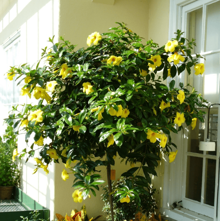 Set 2 Brown Bud Allamanda Plants Live for Planting, Yellow Trumpet Bell Flower Plants 4 to 7 Inc Tall Indoor Outdoor for Garden