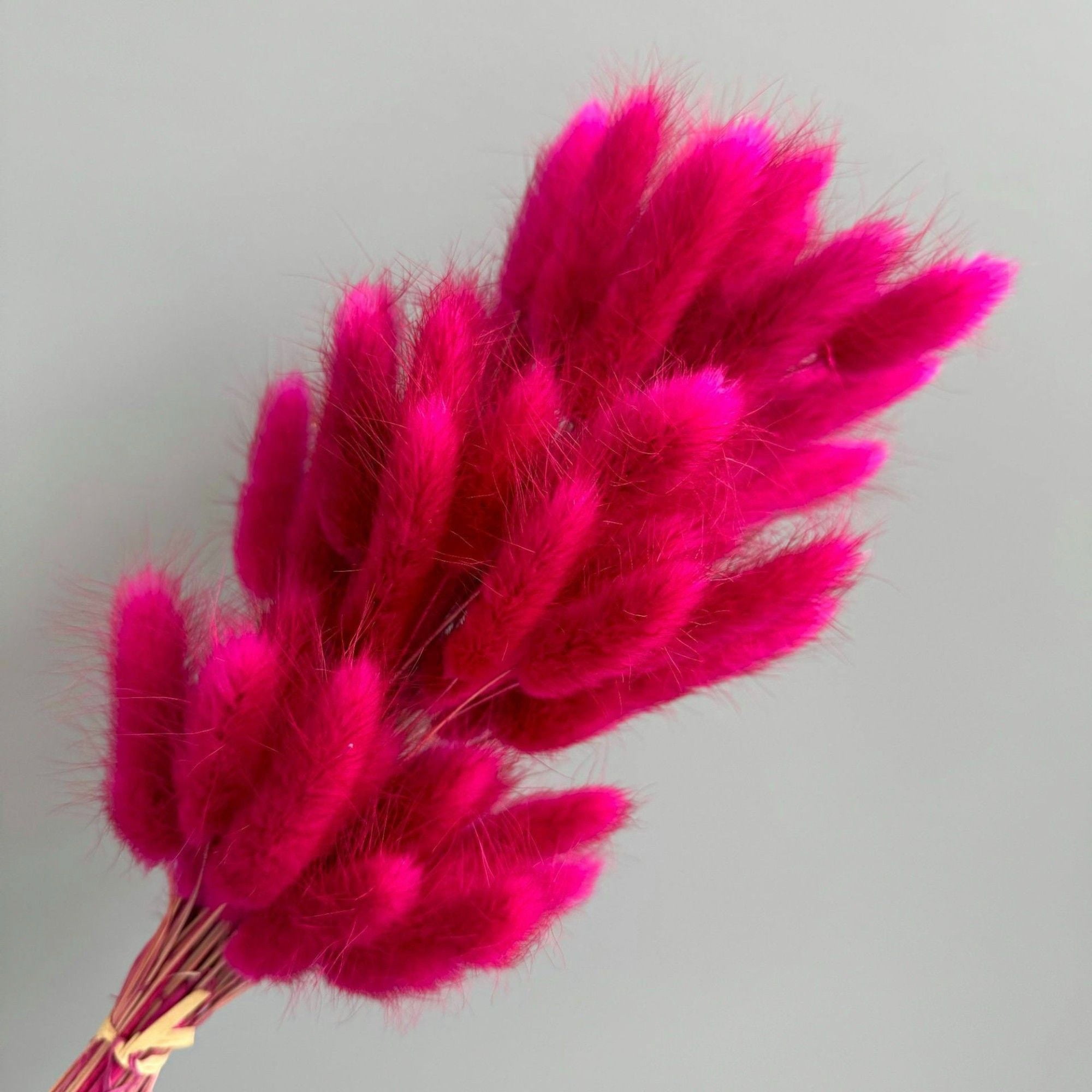 Dried Bunny Tail Grass Stems for Modern Home Decoration and Floral Arrangements, 23.5 Inches - Fuchsia