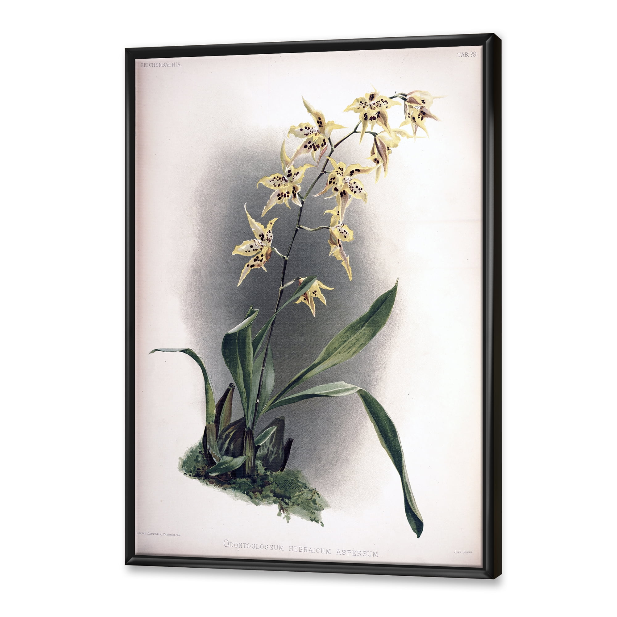 Designart 'Ancient Orchid Flower' Traditional Framed Canvas Wall Art Print