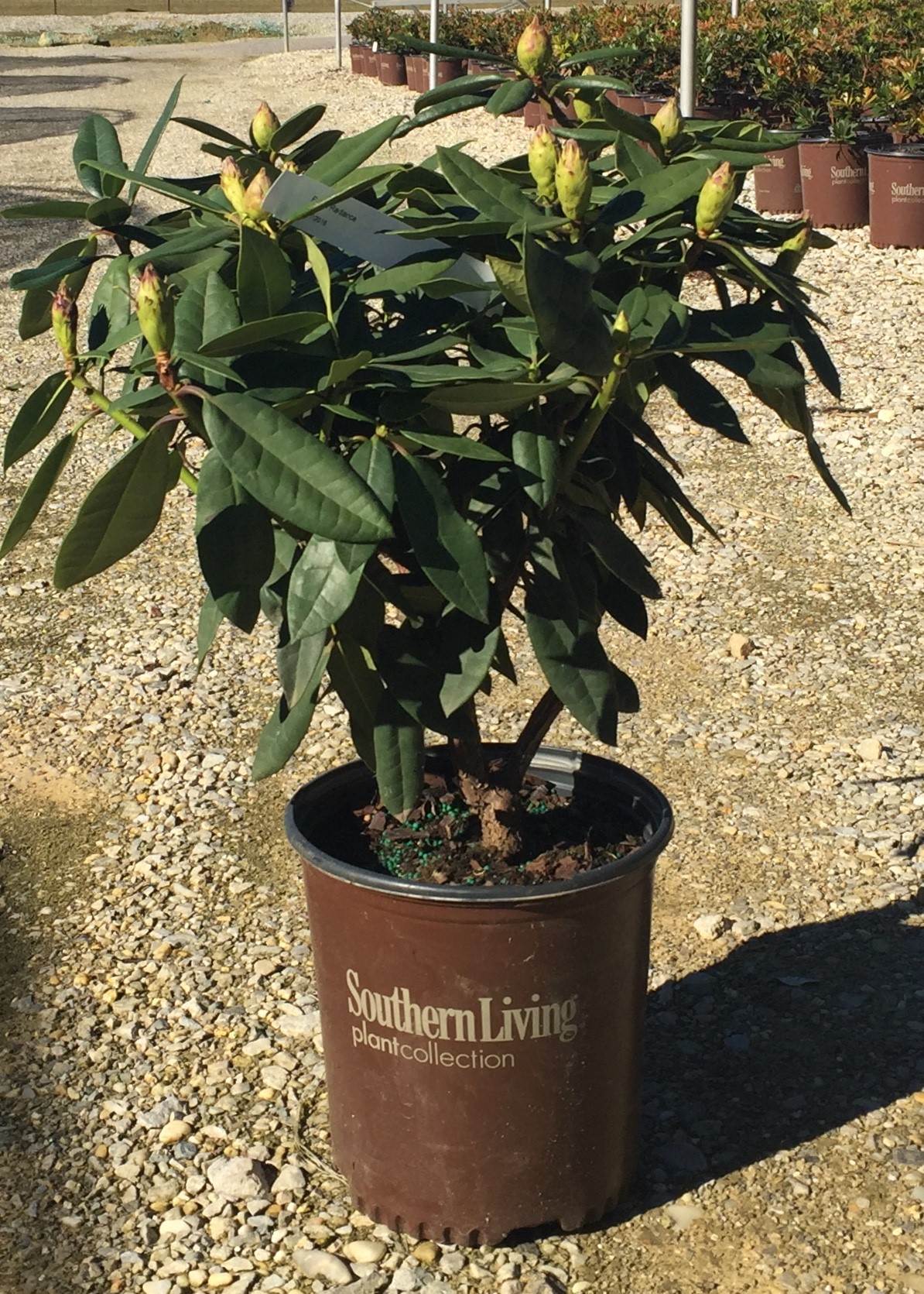 Southern Living Southgate Divine Rhododendron Live Shrub in 2-Gallon Grower Pot