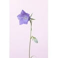 thumbnail image 2 of 1x Studio III 11x14 White Modern Wood Framed Museum Art Print Titled - Bluebell_pink background, 2 of 4