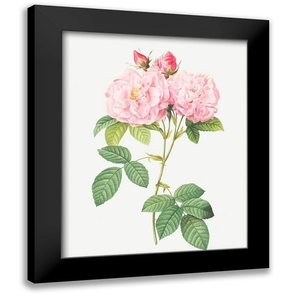 Redoute, Pierre Joseph 12x14 Black Modern Framed Museum Art Print Titled - Italian Damask Rose, Four Seasons of Italy, Rosa damascena Italica