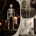 thumbnail image 5 of Life-size posing Halloween skeleton 15.7-inch full-body articulated human bone yard, realistic decoration displayed in the window and durable plastic props., 5 of 7