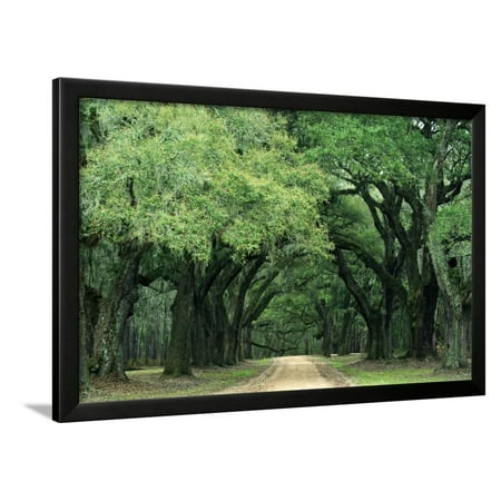 Charleston Gallery - Road Enclosed by Moss-Covered Trees, Charleston, South Carolina, USA Framed Print Wall Art By Jaynes Gallery