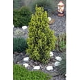 thumbnail image 3 of 60 Organic Seeds COMMON JUNIPER (20 Berries) Juniperus Communis Tree Shrub Evergreen Conifer Blue Berry Yellow Flower aka Gin Berry Pine, 3 of 8