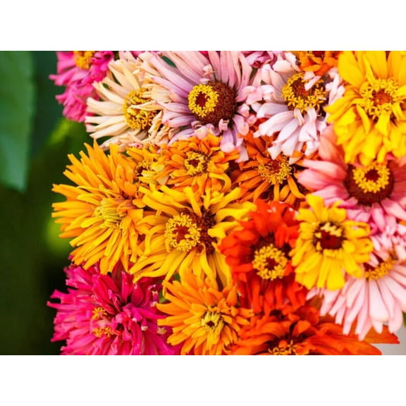 30 Seeds - Burpeeana Mix Zinnia Seeds - Zinnia - Open-Pollinated Flower Seeds for Planting