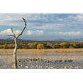 thumbnail image 2 of Paulson, Don 32x23 Gold Ornate Wood Framed with Double Matting Museum Art Print Titled - New Mexico Canada and snow geese in water, 2 of 4