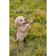 thumbnail image 1 of Figura de acción Cachorro de Labrador Amarillo rezando de Hi-Line Gift Ltd, 1 of 8