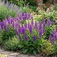 thumbnail image 4 of Expert Gardener Outdoor Live Plant Salvia Sage Noble Knight Purple 2.5QT, Partial Sun, 4 of 7
