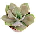 thumbnail image 5 of Echeveria Lolita (4"+ Clay Pot) - Tiny, Lovely, Easy to Care Rosette Succulents - Live Succulents for Indoor Places, 5 of 5