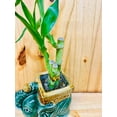 thumbnail image 6 of Lucky Lotus 12" Lucky Bamboo Live Plants in 5" Elephant Ceramic Pot, 6 of 7
