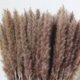 thumbnail image 2 of 60 uds hierba de pampa seca Natural, Phragmites Communis, planta de caña, ramo de flores de boda decoración del hogar flor Diy MFZFUKR 2027206, 2 of 9