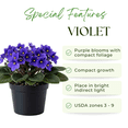 thumbnail image 5 of Purple African Violets Live Plant, African Violet Plant, 3 - 5 Inc Tall, Easy Care Houseplant, Compact Blooming Plants for Indoor Outdoor Growing, 5 of 5